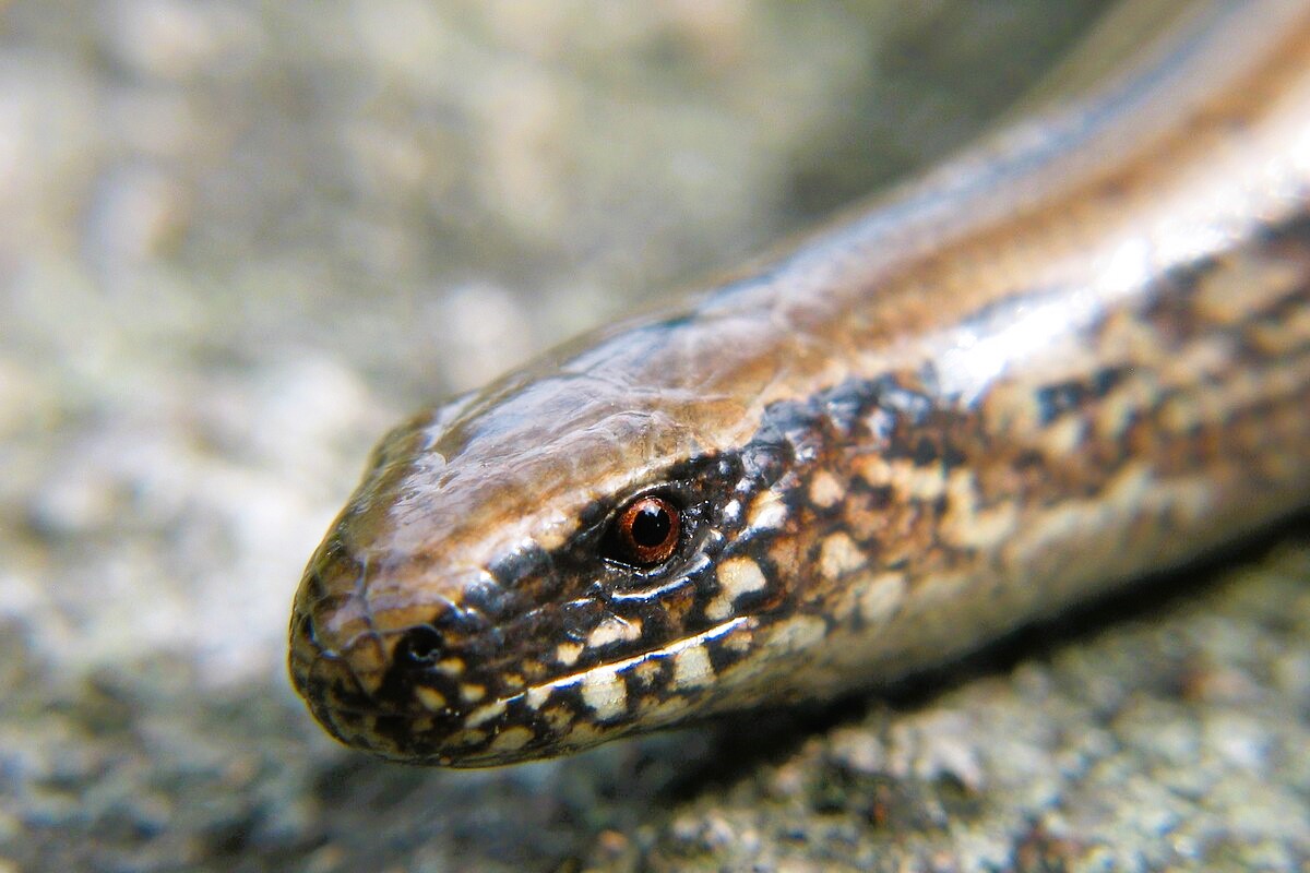 Thumbnail 2 Anguis veronensis