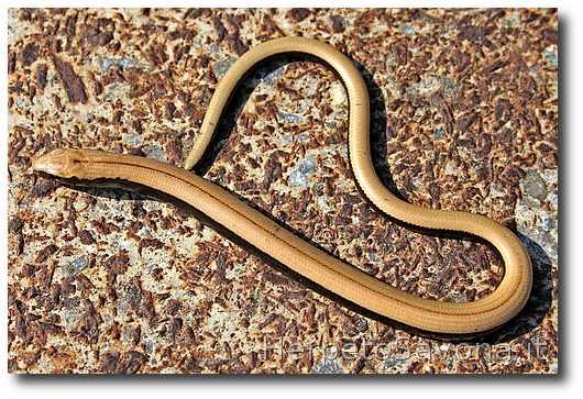 Thumbnail 6 Anguis veronensis