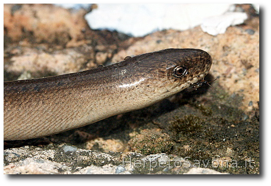 Thumbnail 7 Anguis veronensis