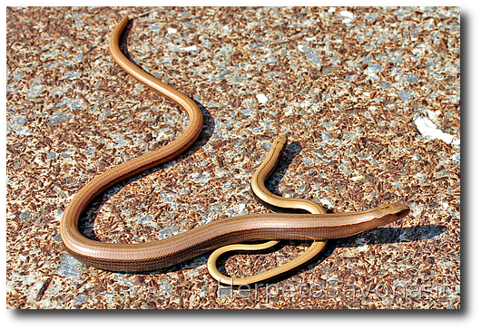 Thumbnail 9 Anguis veronensis