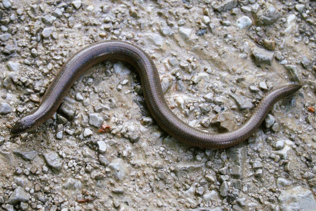 Thumbnail 10 Anguis veronensis