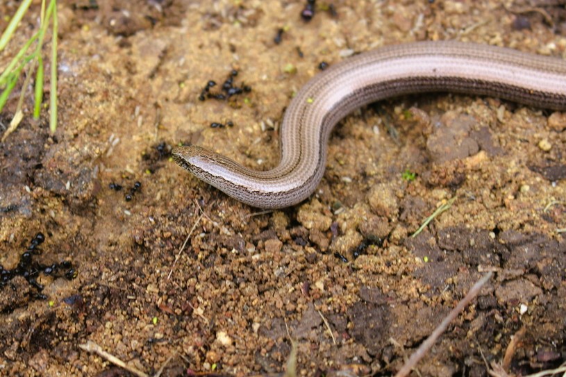 Thumbnail 11 Anguis veronensis