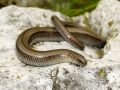 Anguis veronensis