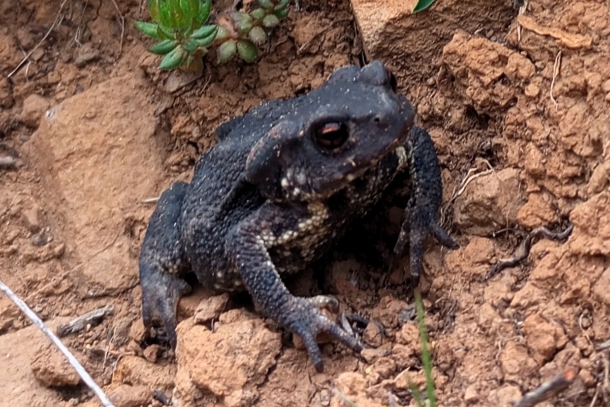 Thumbnail 2 Bufo bufo - Bufo spinosus