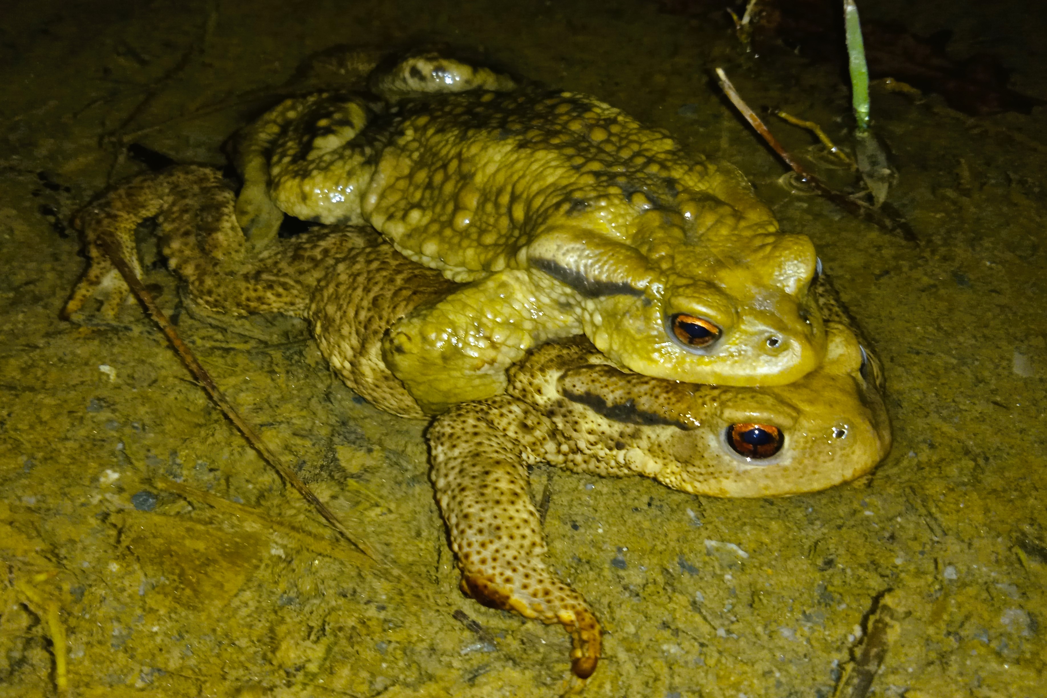 Thumbnail 3 Bufo bufo - Bufo spinosus