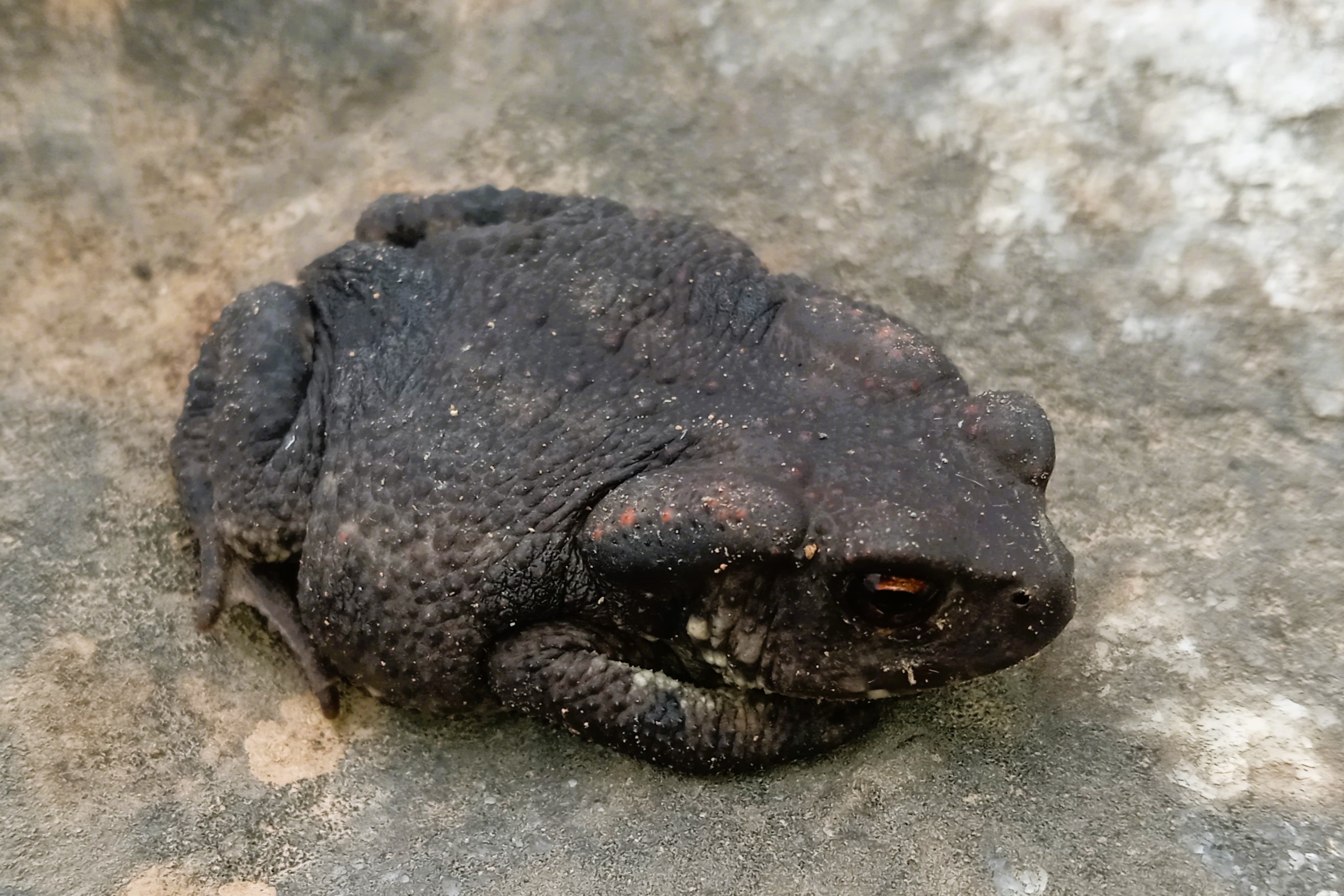 Thumbnail 4 Bufo bufo - Bufo spinosus