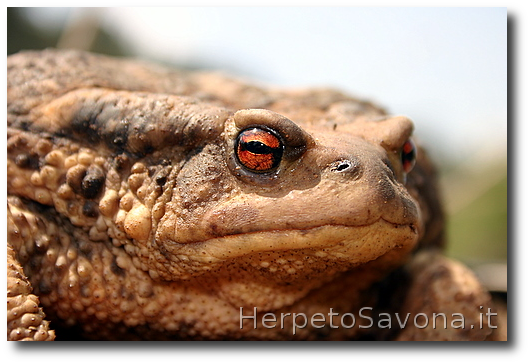 Thumbnail 5 Bufo bufo - Bufo spinosus