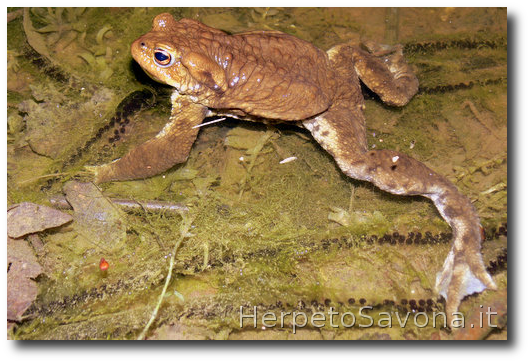 Thumbnail 6 Bufo bufo - Bufo spinosus