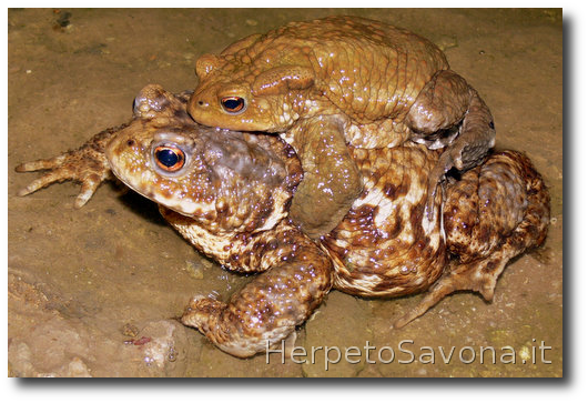 Thumbnail 7 Bufo bufo - Bufo spinosus