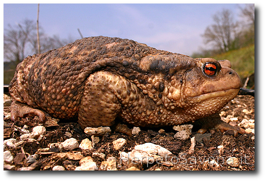 Thumbnail 10 Bufo bufo - Bufo spinosus