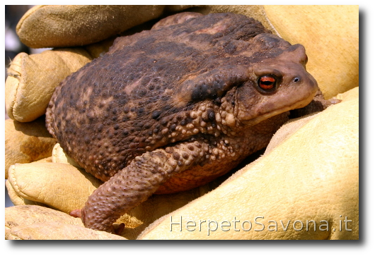 Thumbnail 11 Bufo bufo - Bufo spinosus