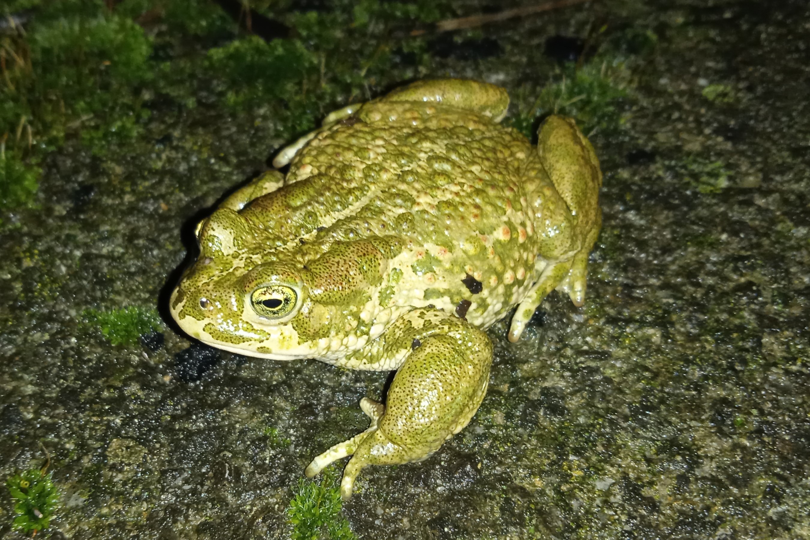 Thumbnail 2 Bufotes balearicus