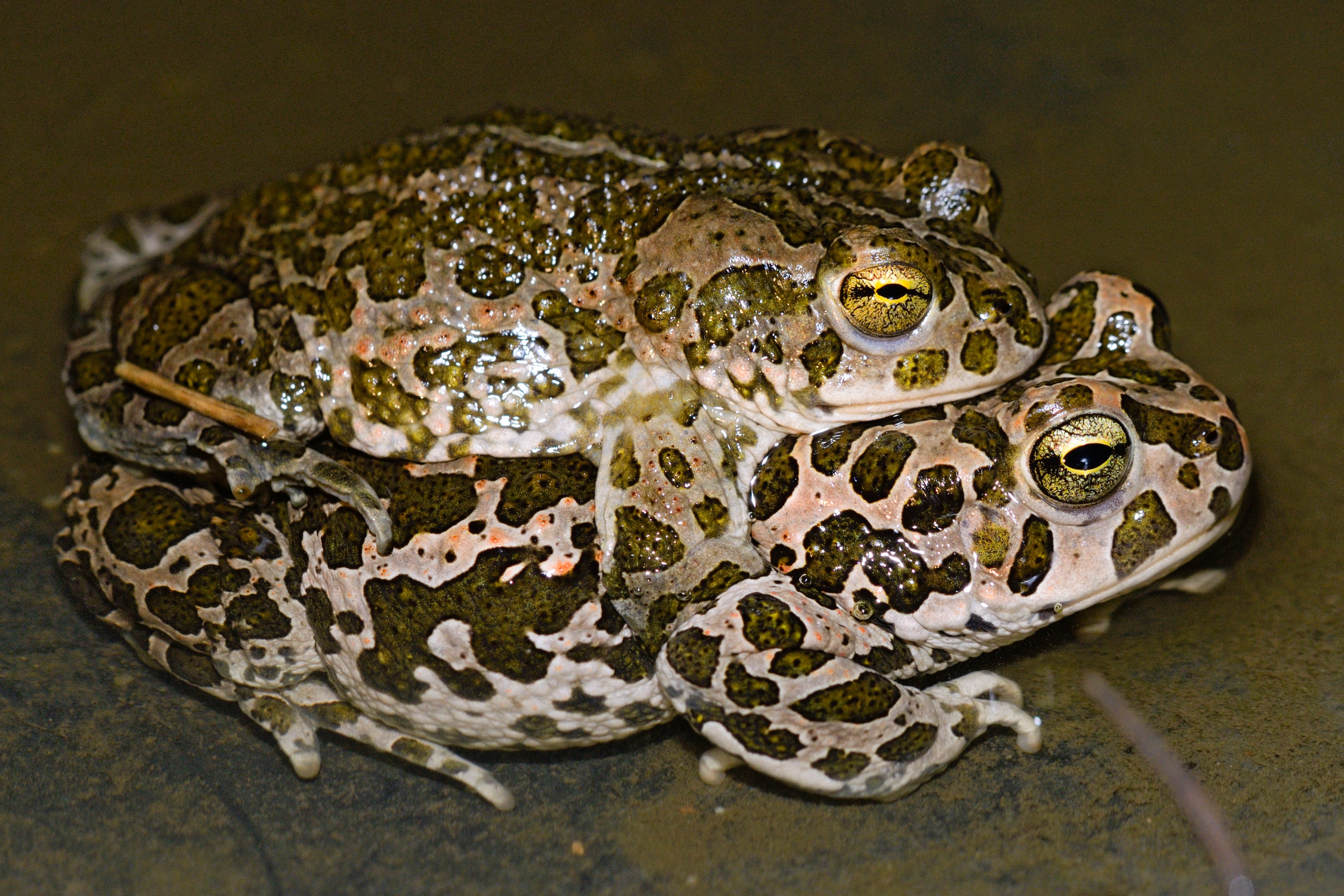 Thumbnail 3 Bufotes balearicus