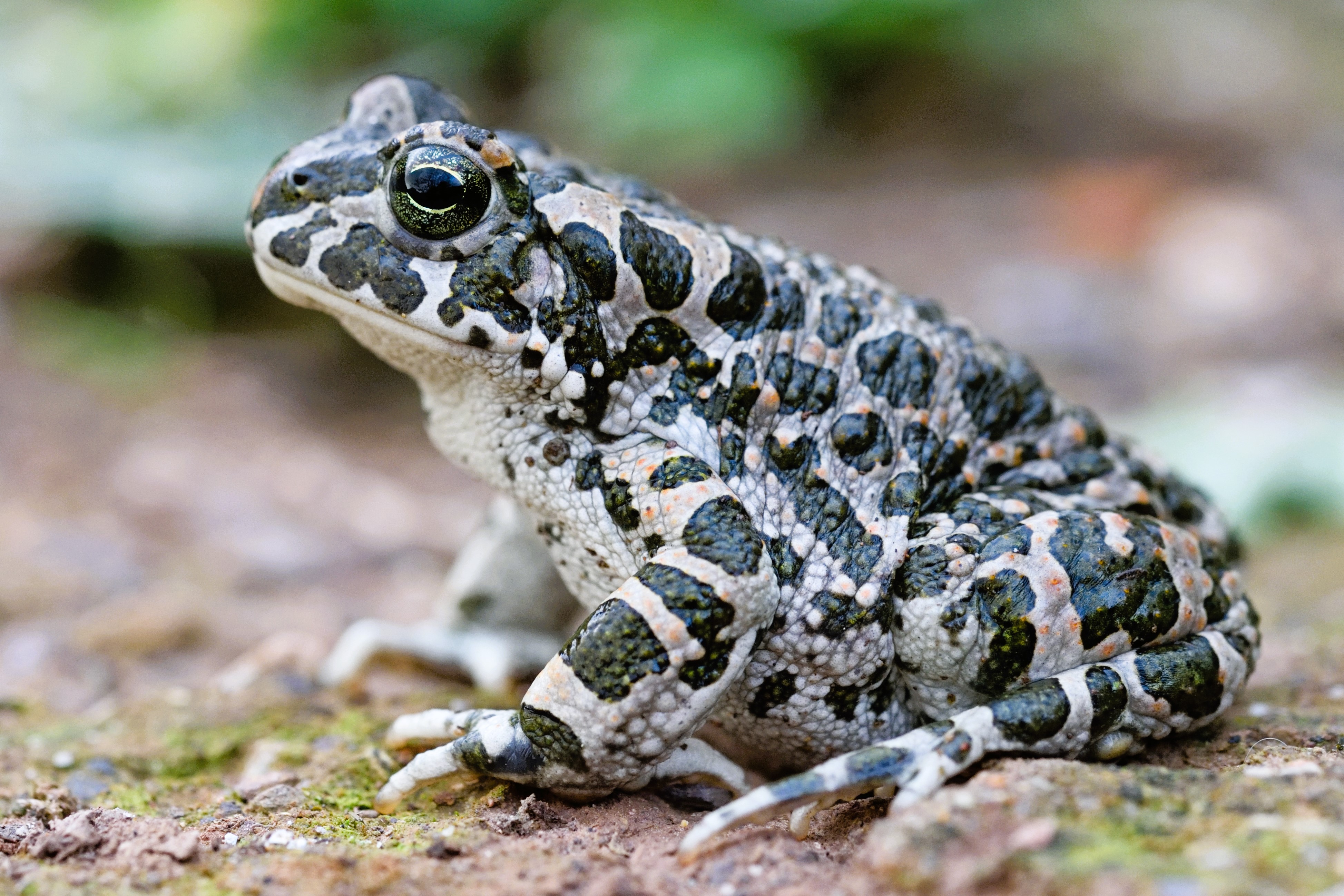 Thumbnail 5 Bufotes balearicus