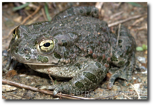 Thumbnail 7 Bufotes balearicus