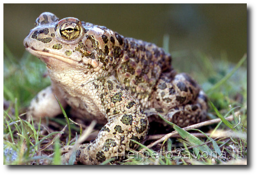 Thumbnail 10 Bufotes balearicus