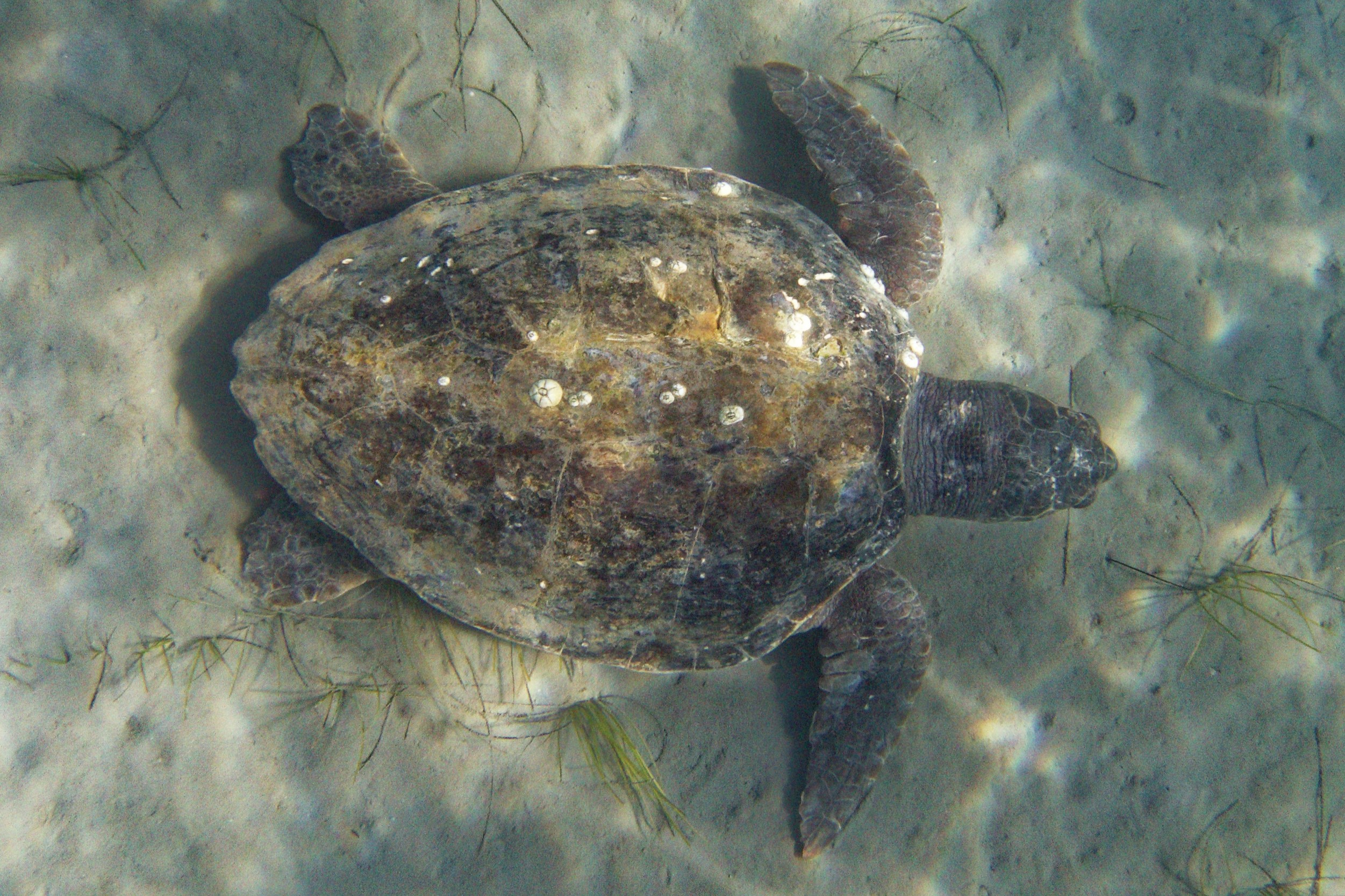 Thumbnail 2 Caretta caretta