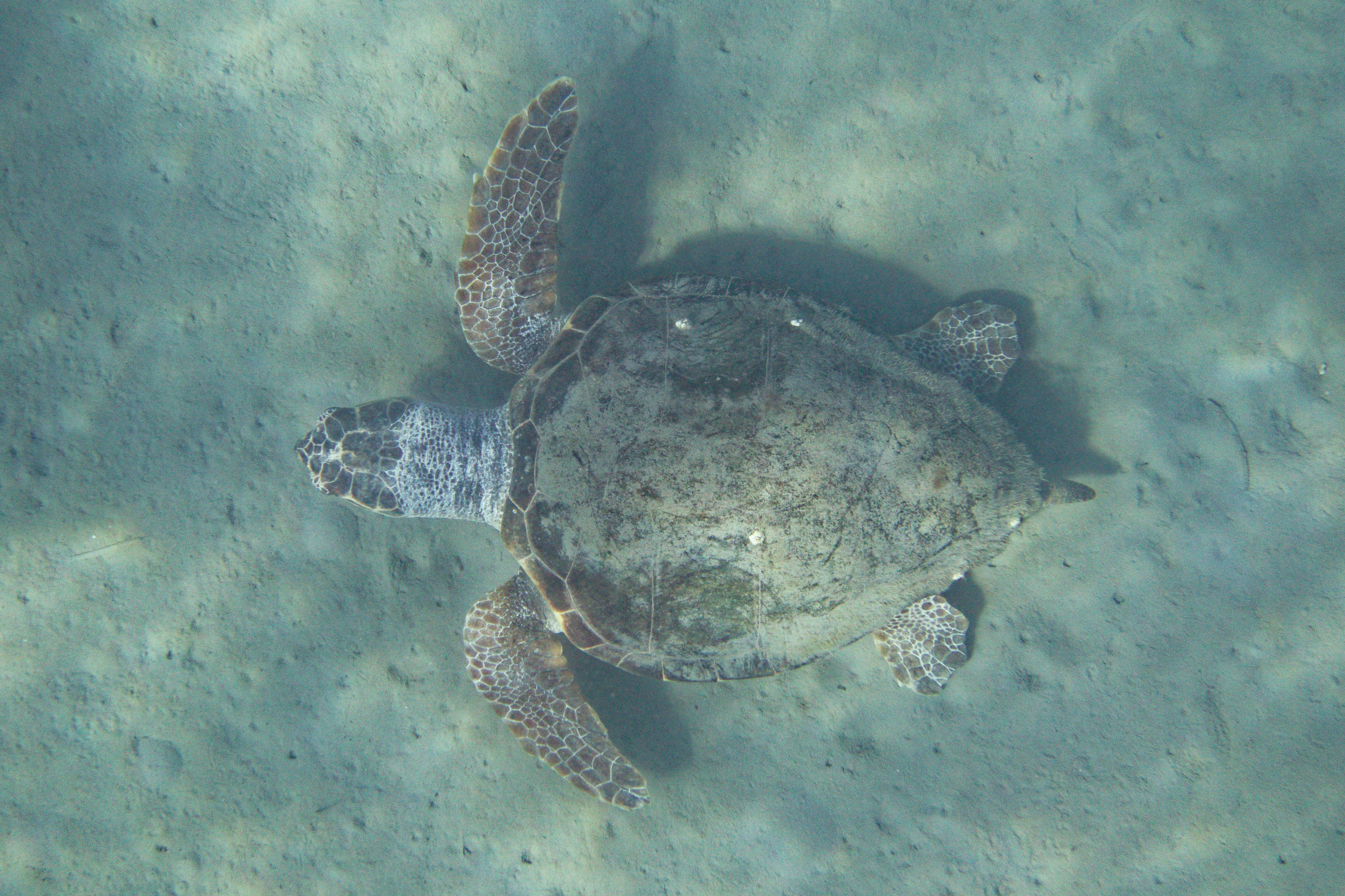 Thumbnail 4 Caretta caretta