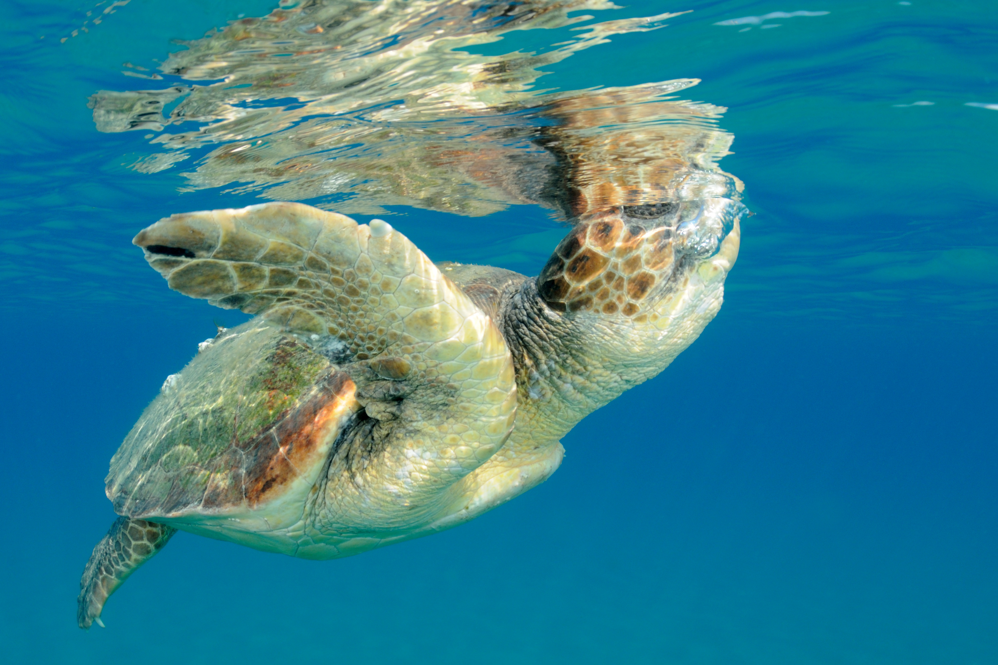 Thumbnail 5 Caretta caretta