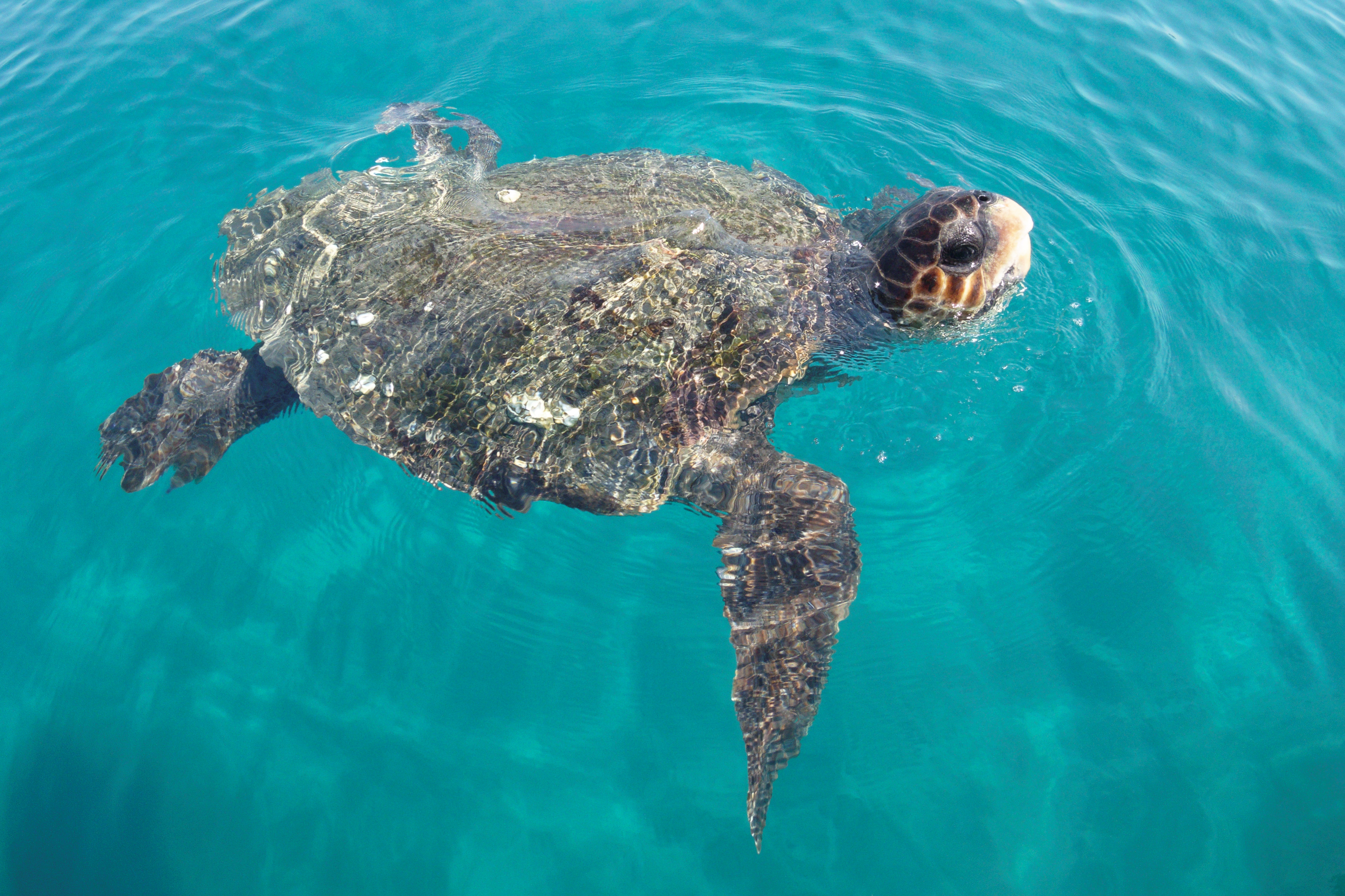 Thumbnail 6 Caretta caretta