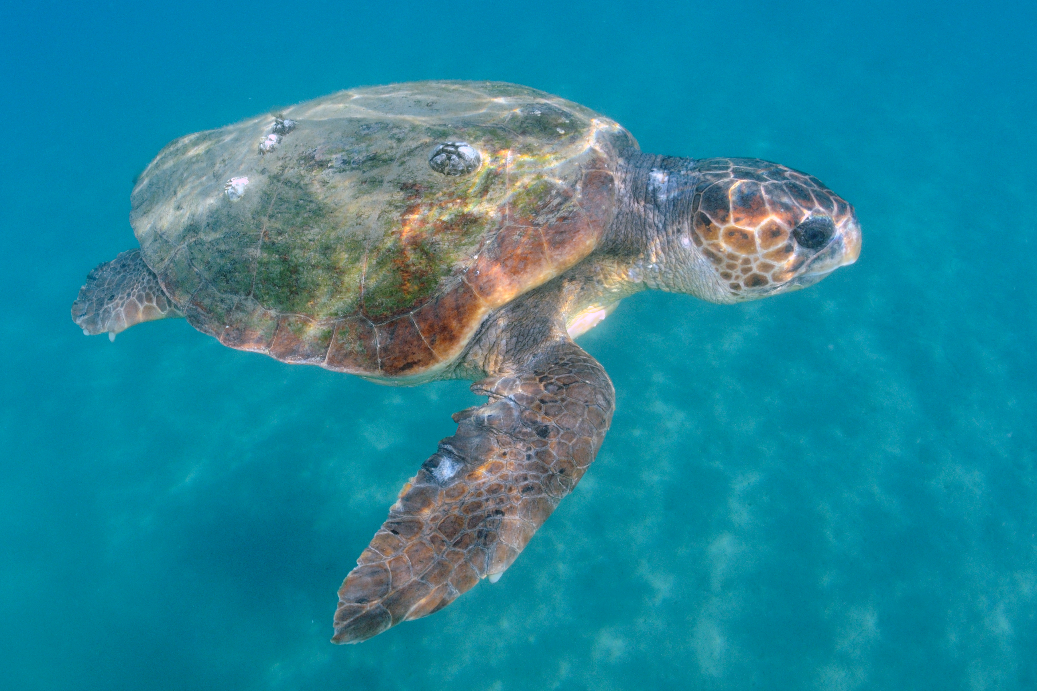 Thumbnail 8 Caretta caretta