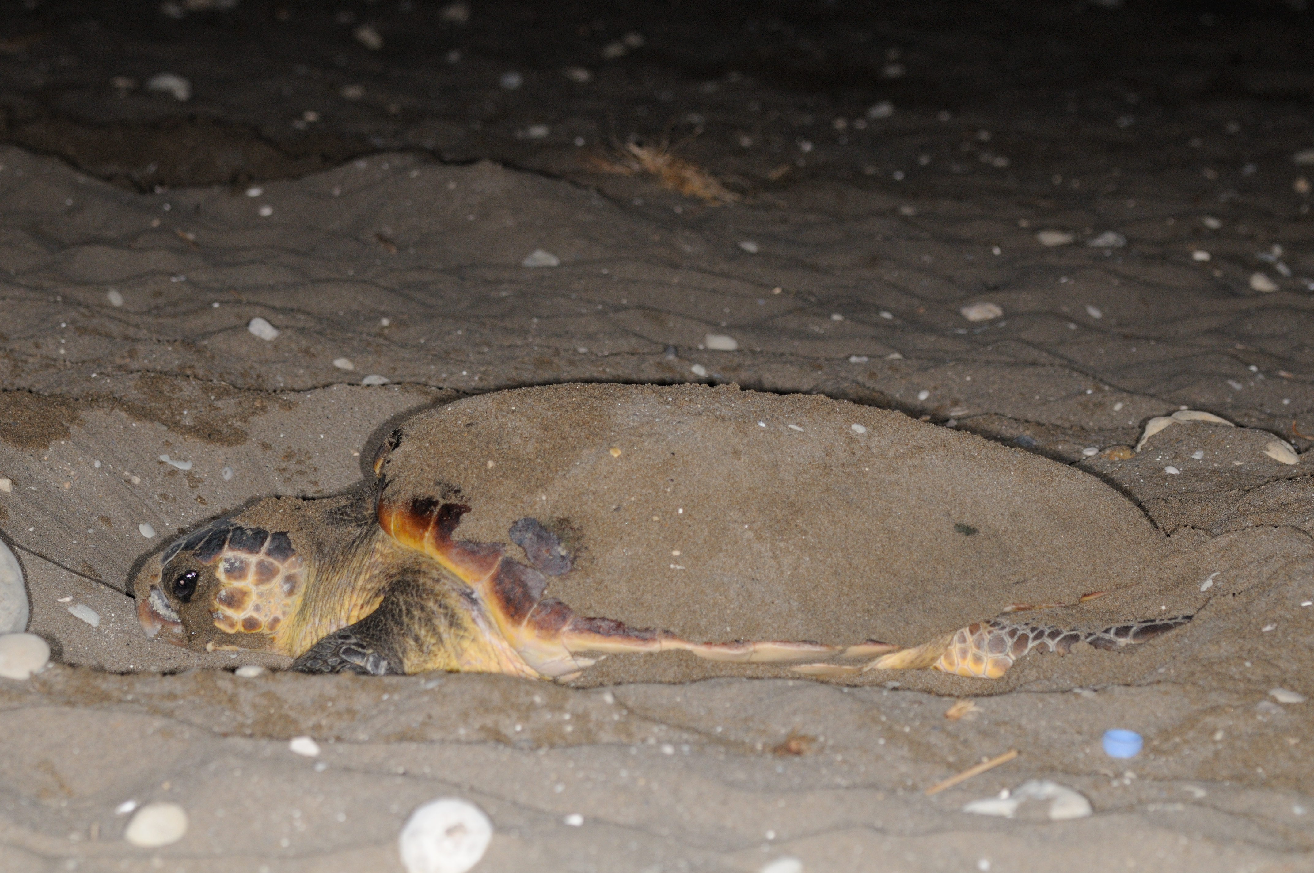 Thumbnail 10 Caretta caretta