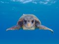 Caretta caretta