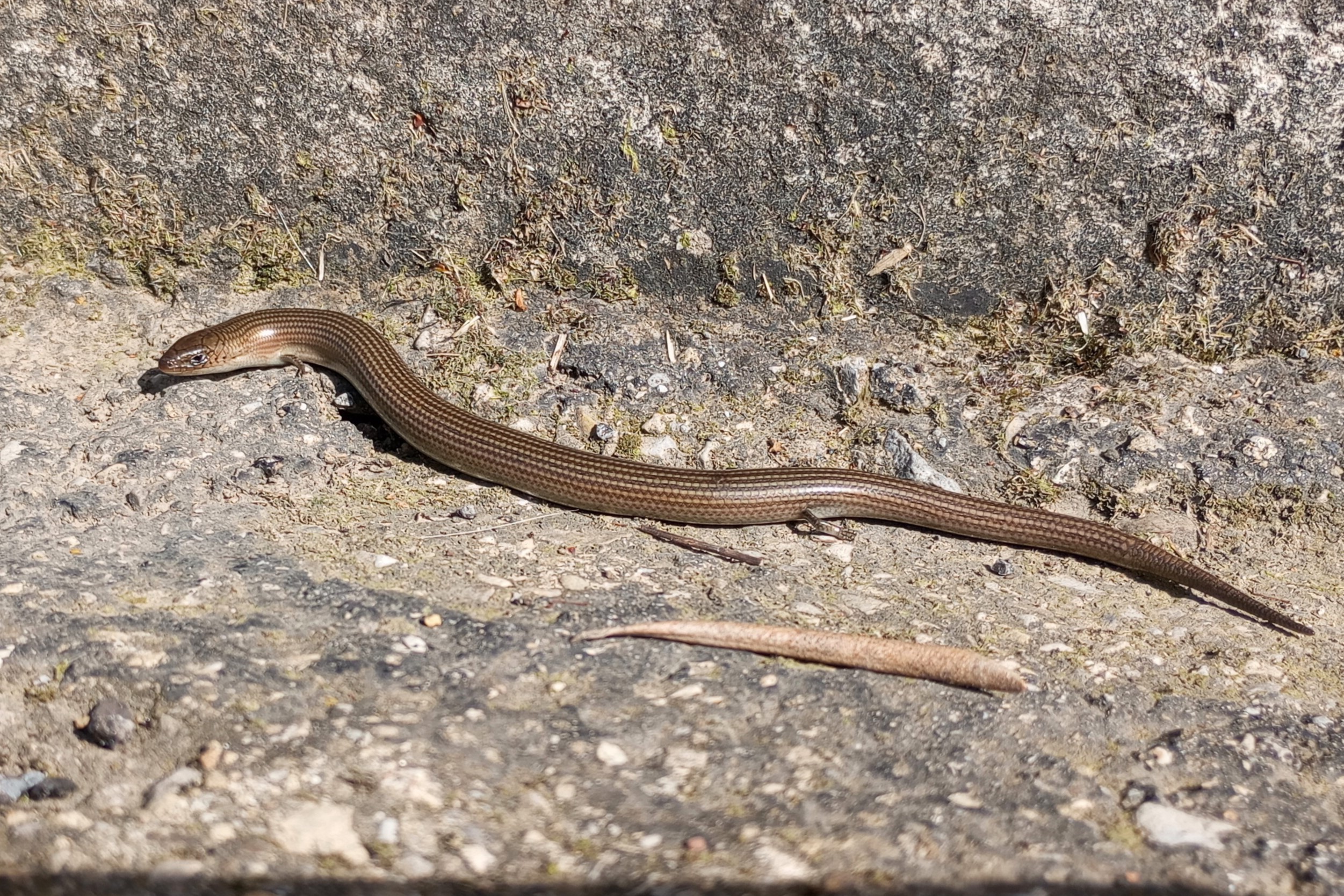 Thumbnail 3 Chalcides striatus striatus