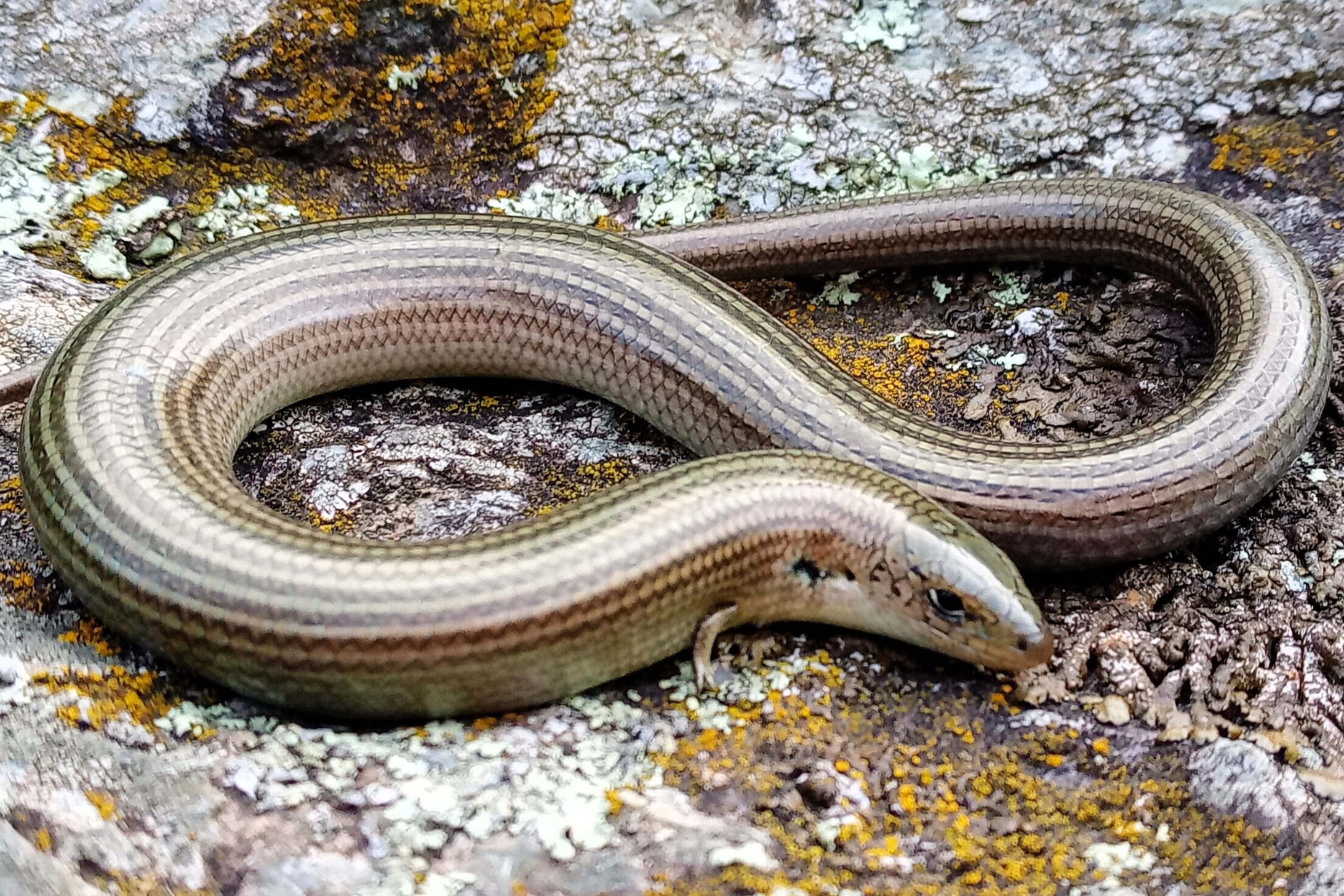 Thumbnail 4 Chalcides striatus striatus