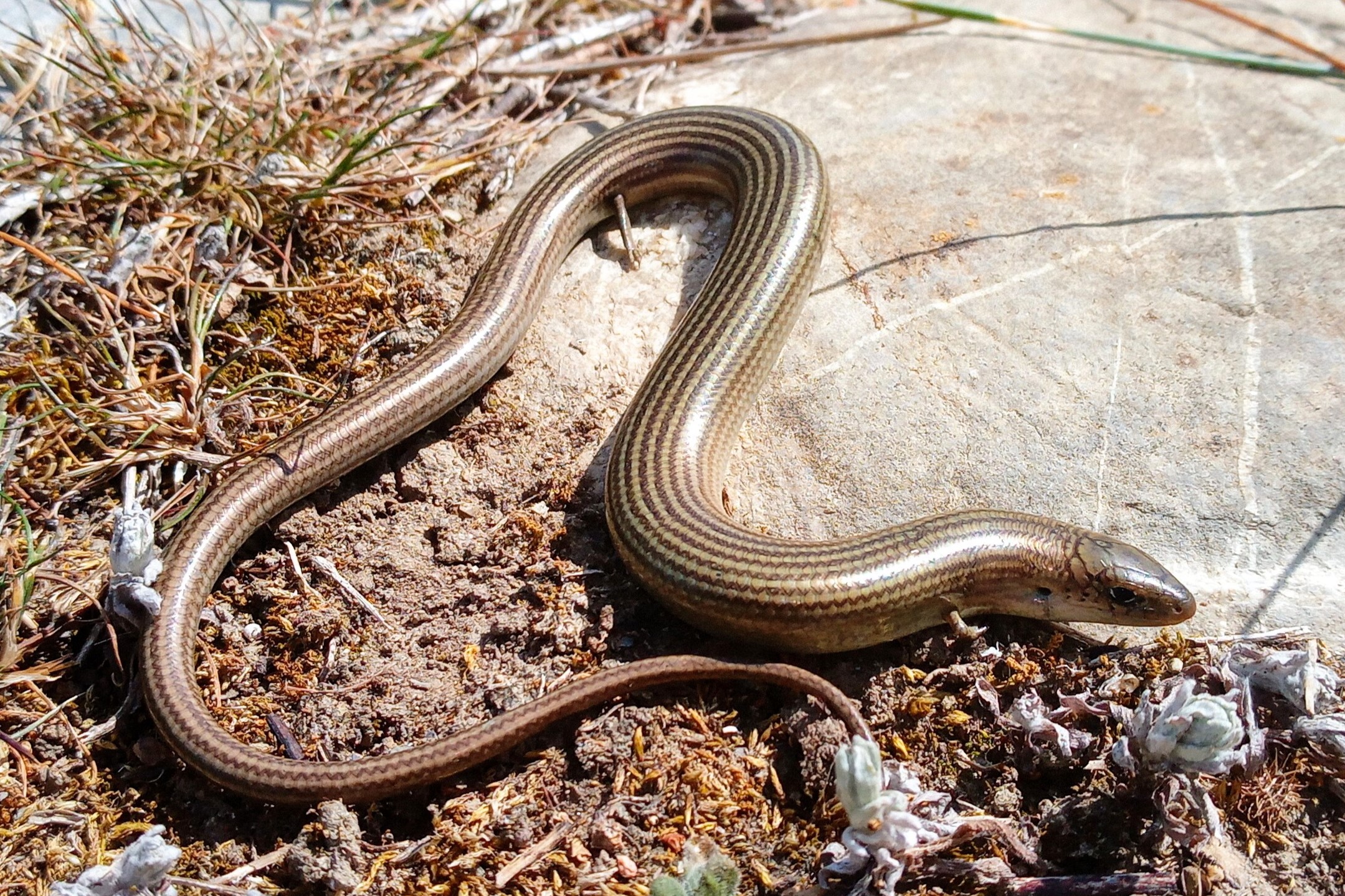 Thumbnail 5 Chalcides striatus striatus