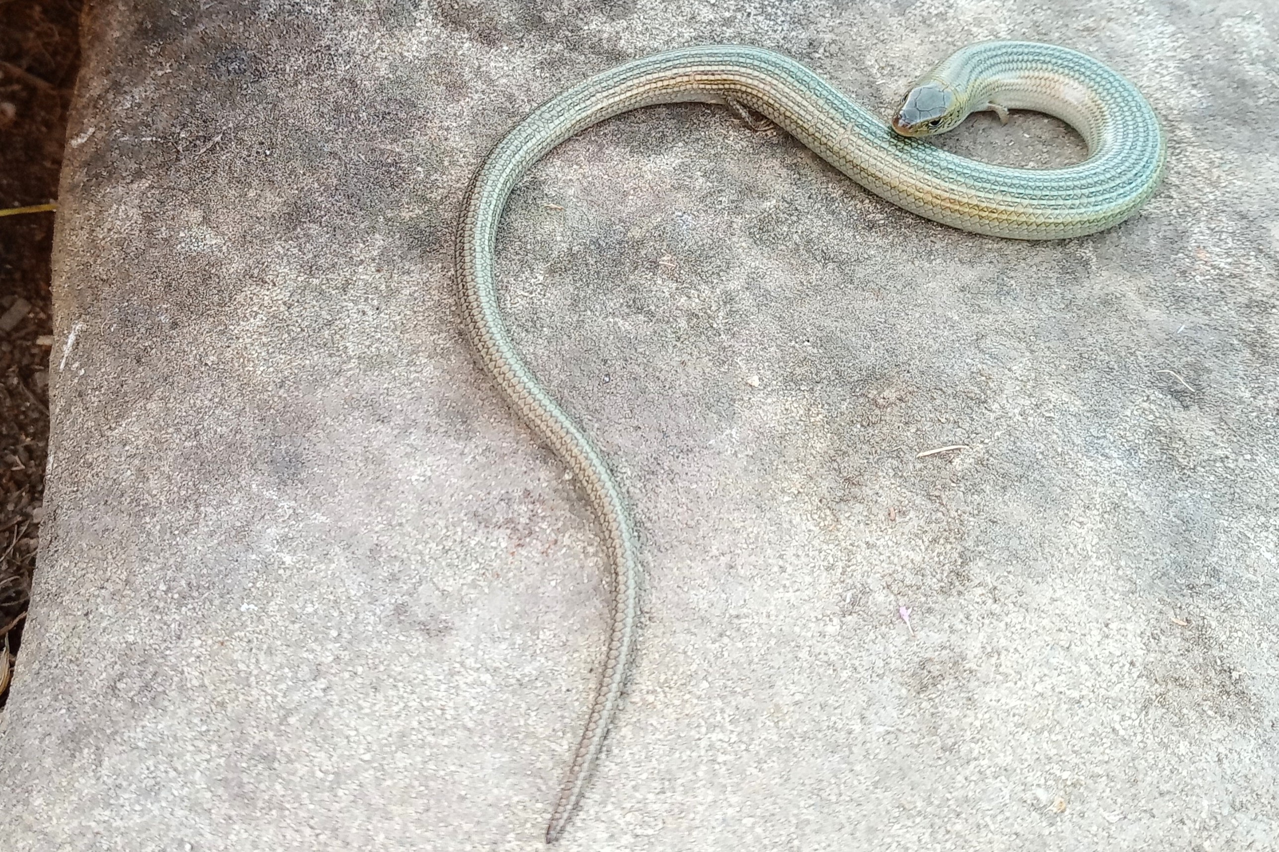 Thumbnail 6 Chalcides striatus striatus