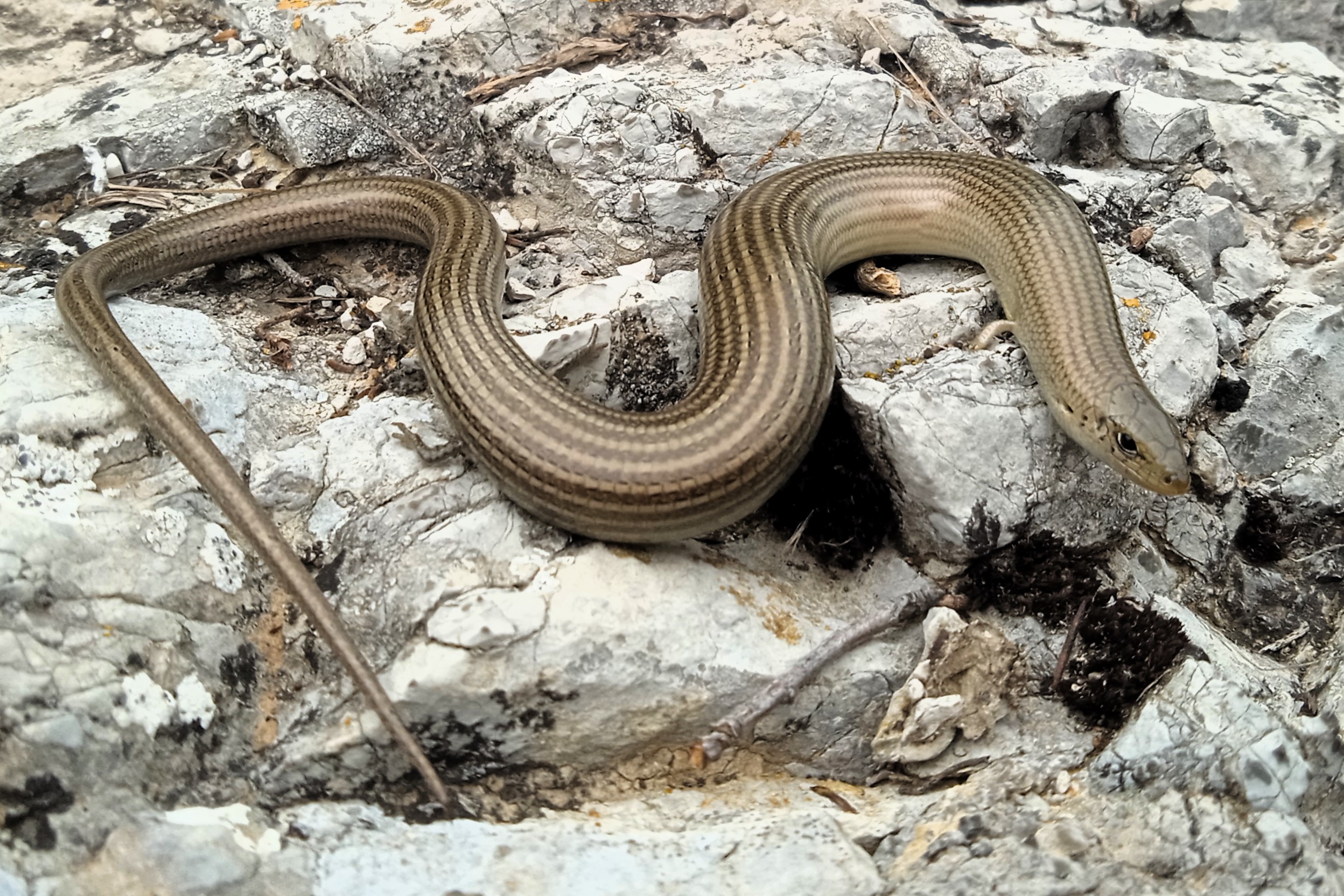 Thumbnail 8 Chalcides striatus striatus