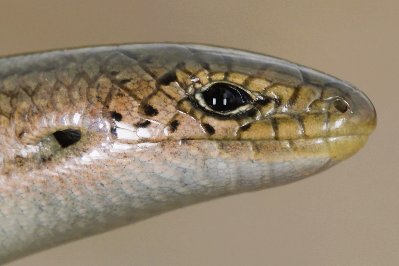 Thumbnail 10 Chalcides striatus striatus