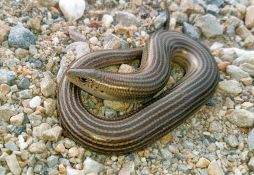 Chalcides striatus striatus