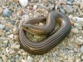 Chalcides striatus striatus