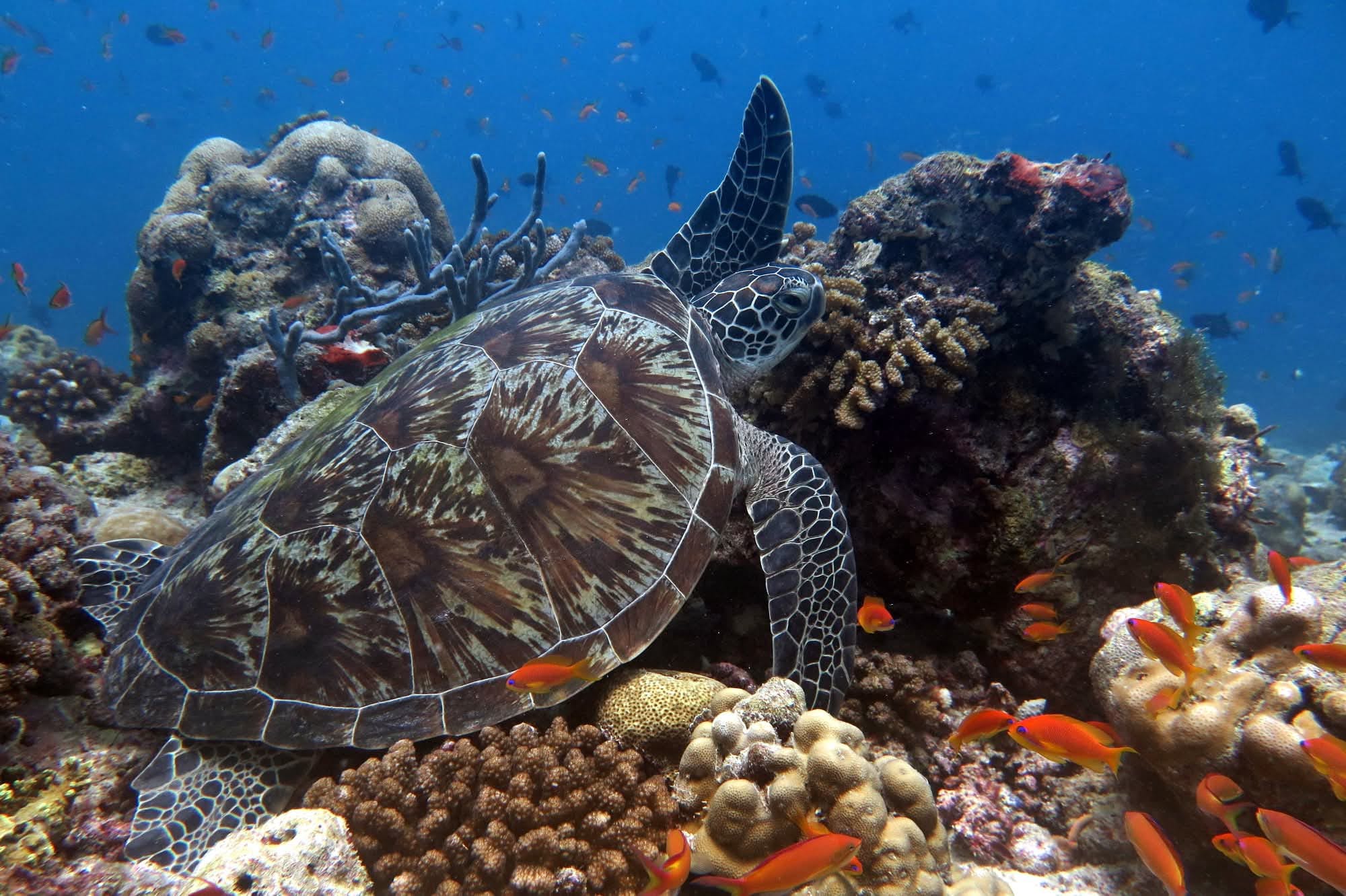 Thumbnail 2 Chelonia mydas