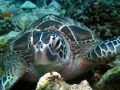 Chelonia mydas