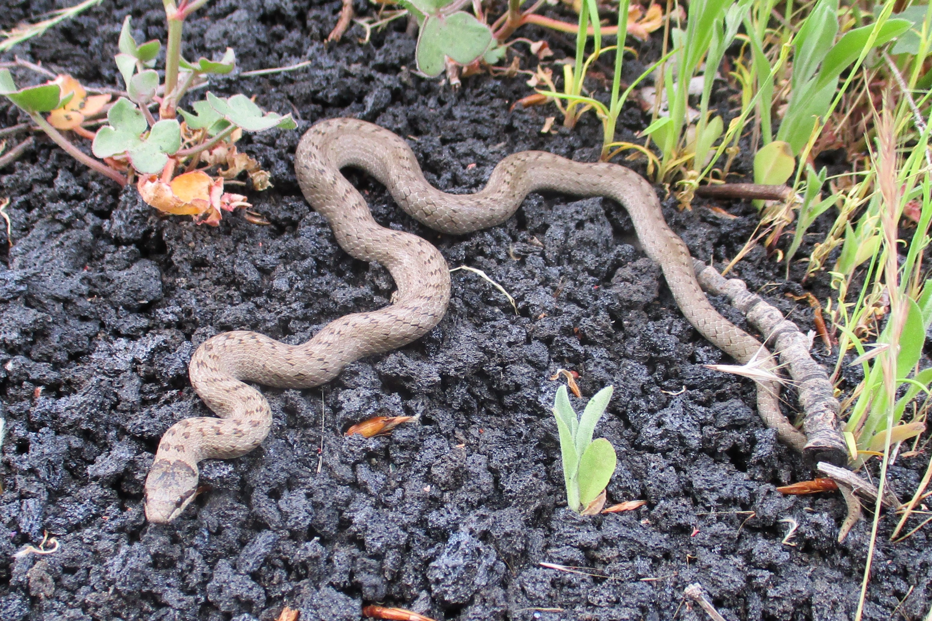 Thumbnail 2 Coronella austriaca