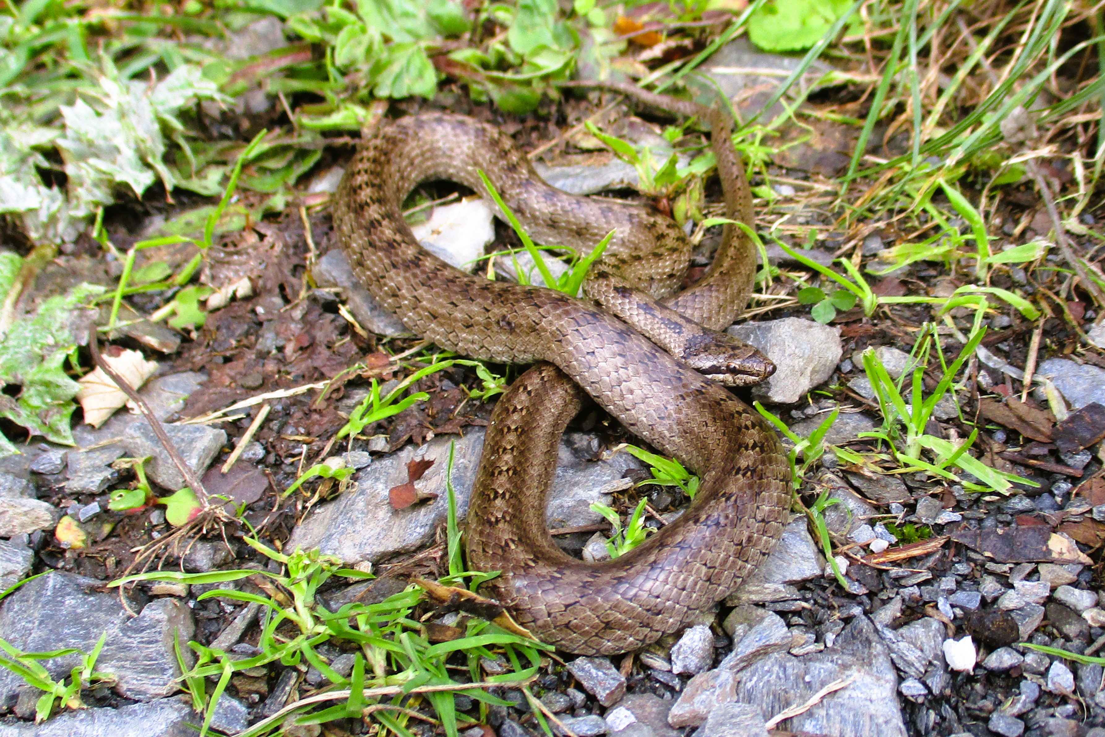 Thumbnail 4 Coronella austriaca