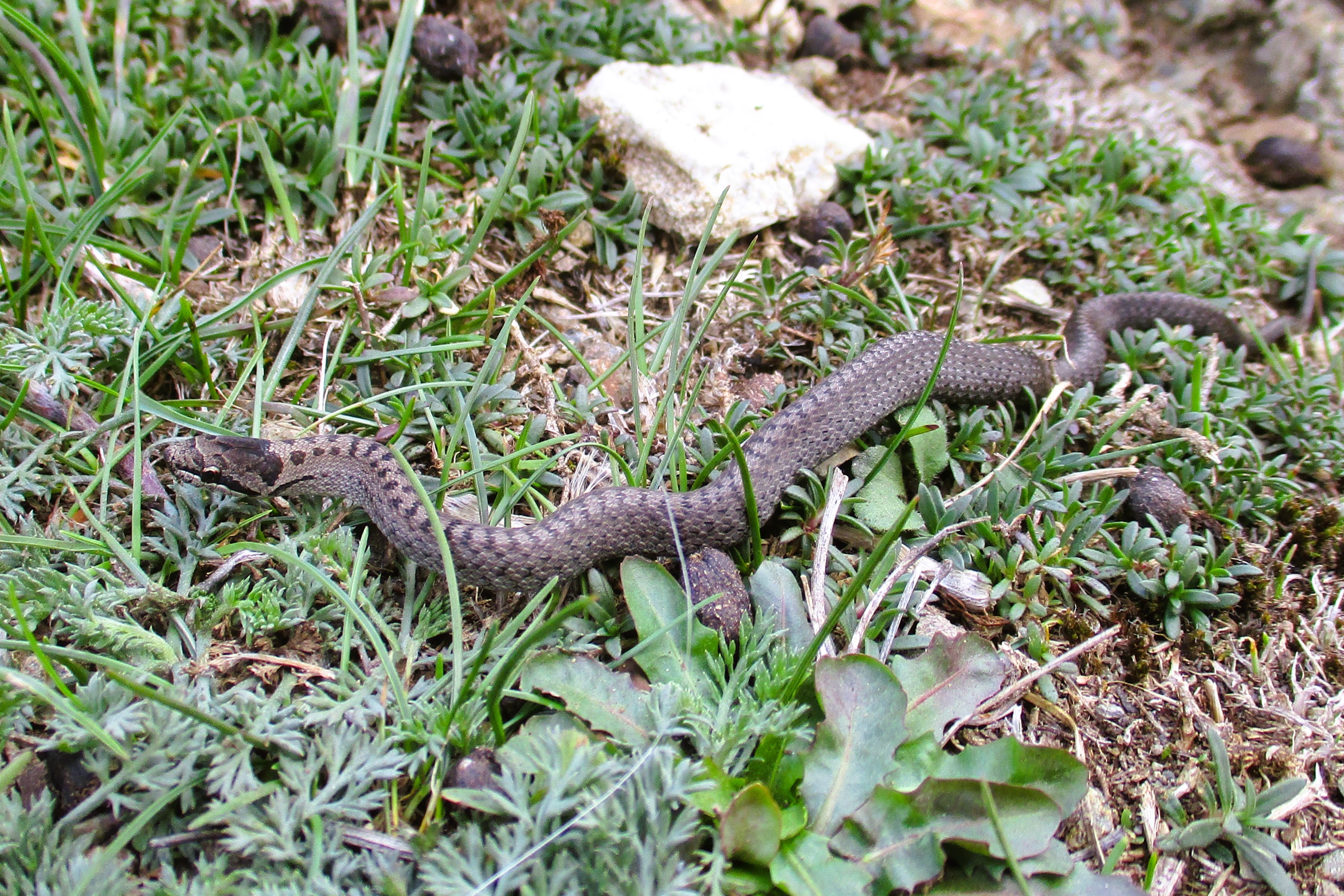 Thumbnail 6 Coronella austriaca