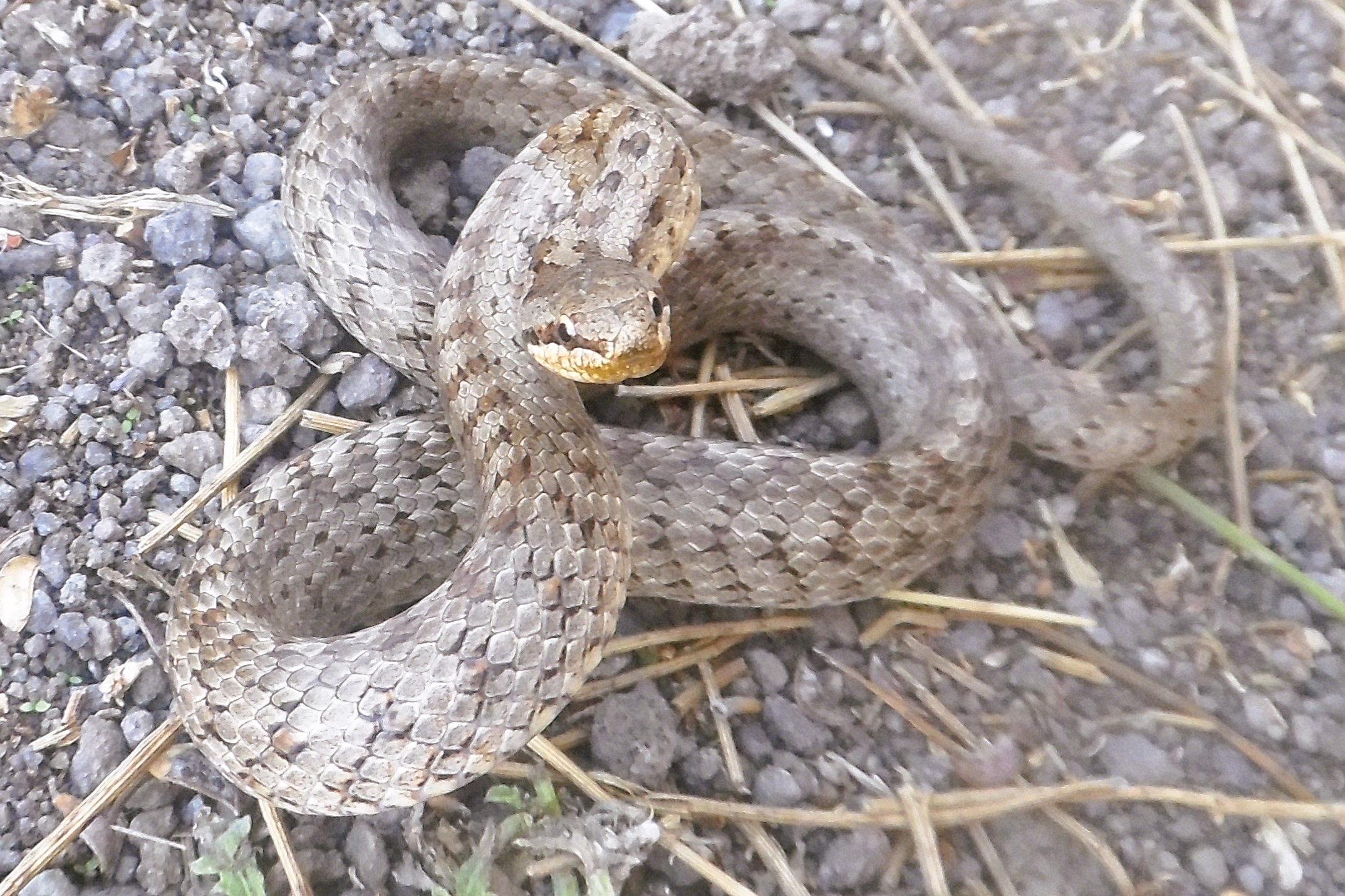 Thumbnail 9 Coronella austriaca