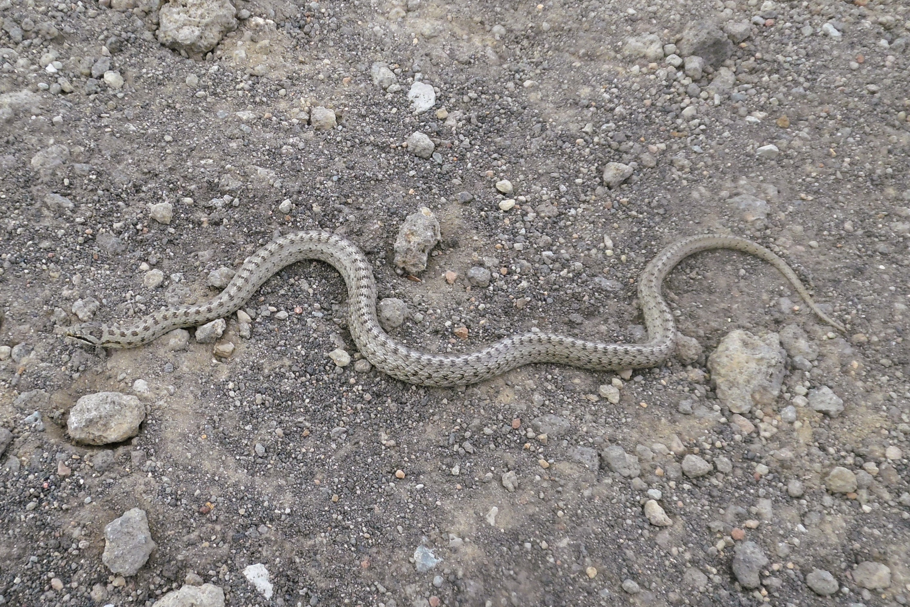 Thumbnail 10 Coronella austriaca