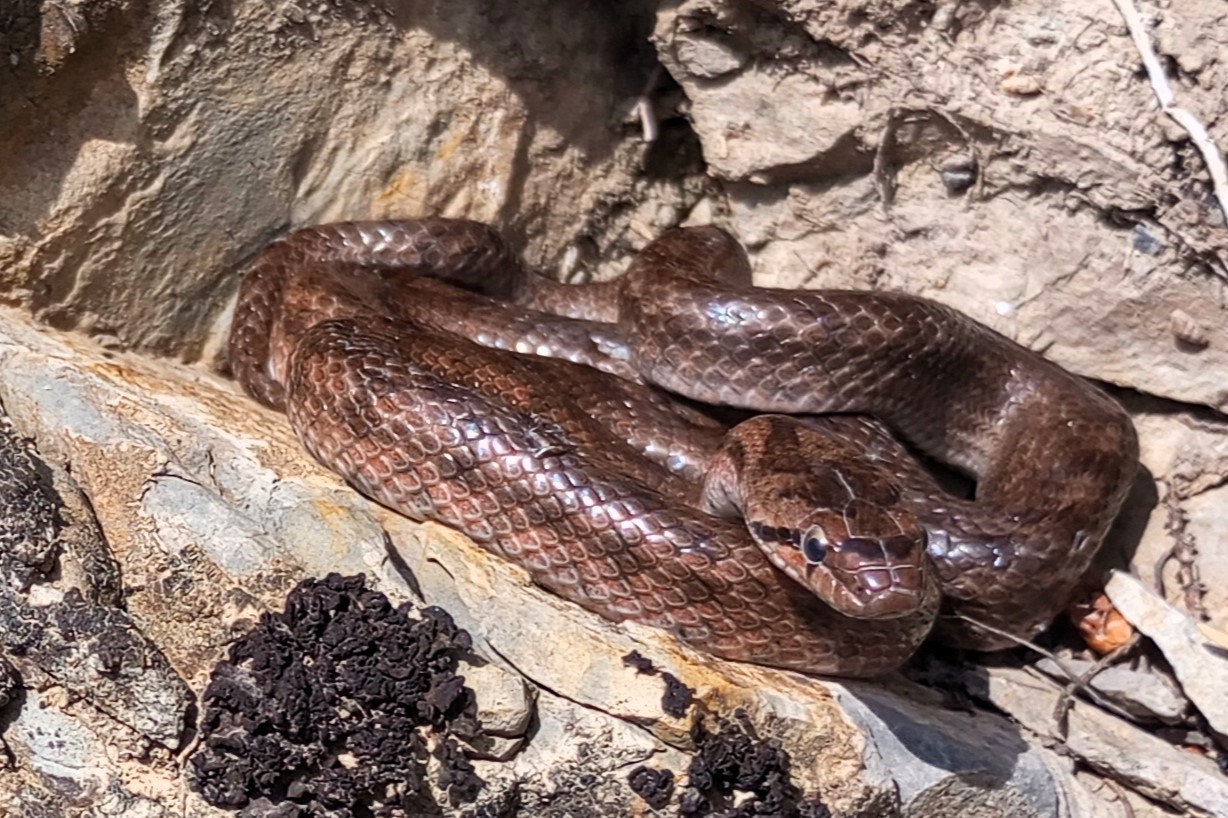 Thumbnail 3 Coronella girondica