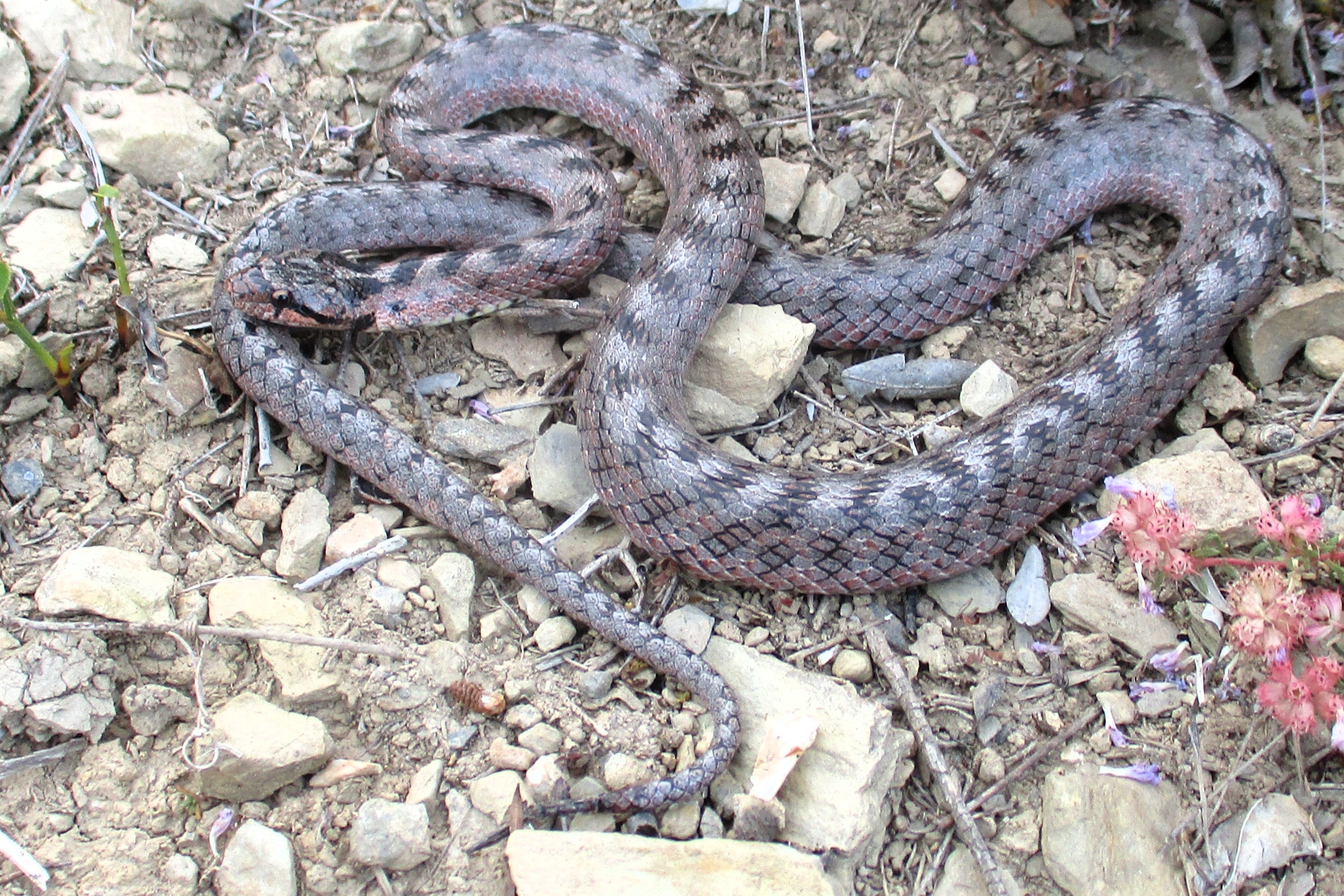 Thumbnail 5 Coronella girondica