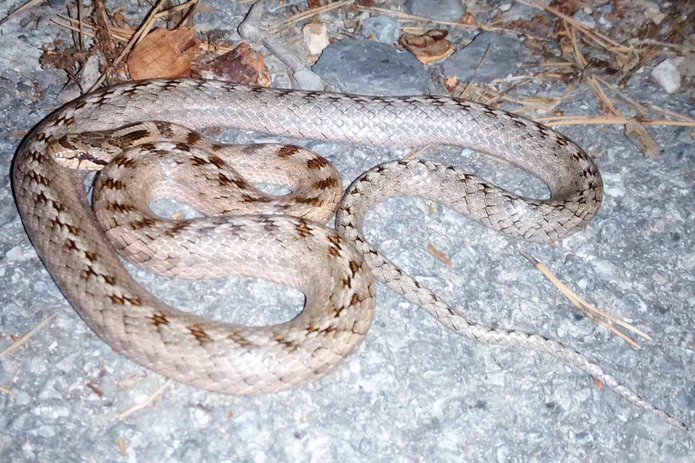 Thumbnail 7 Coronella girondica