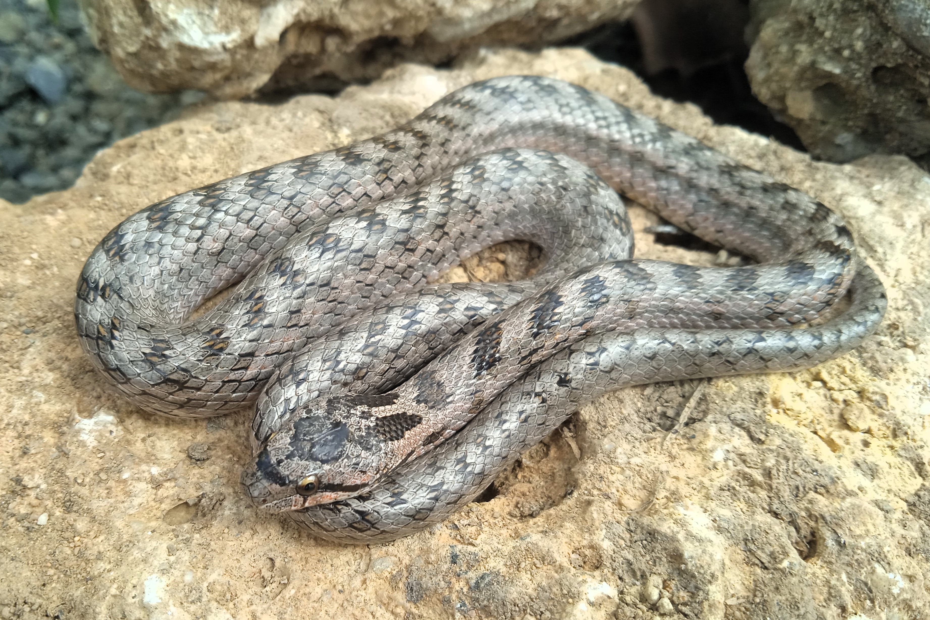 Thumbnail 9 Coronella girondica