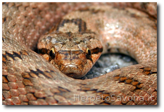 Thumbnail 11 Coronella girondica