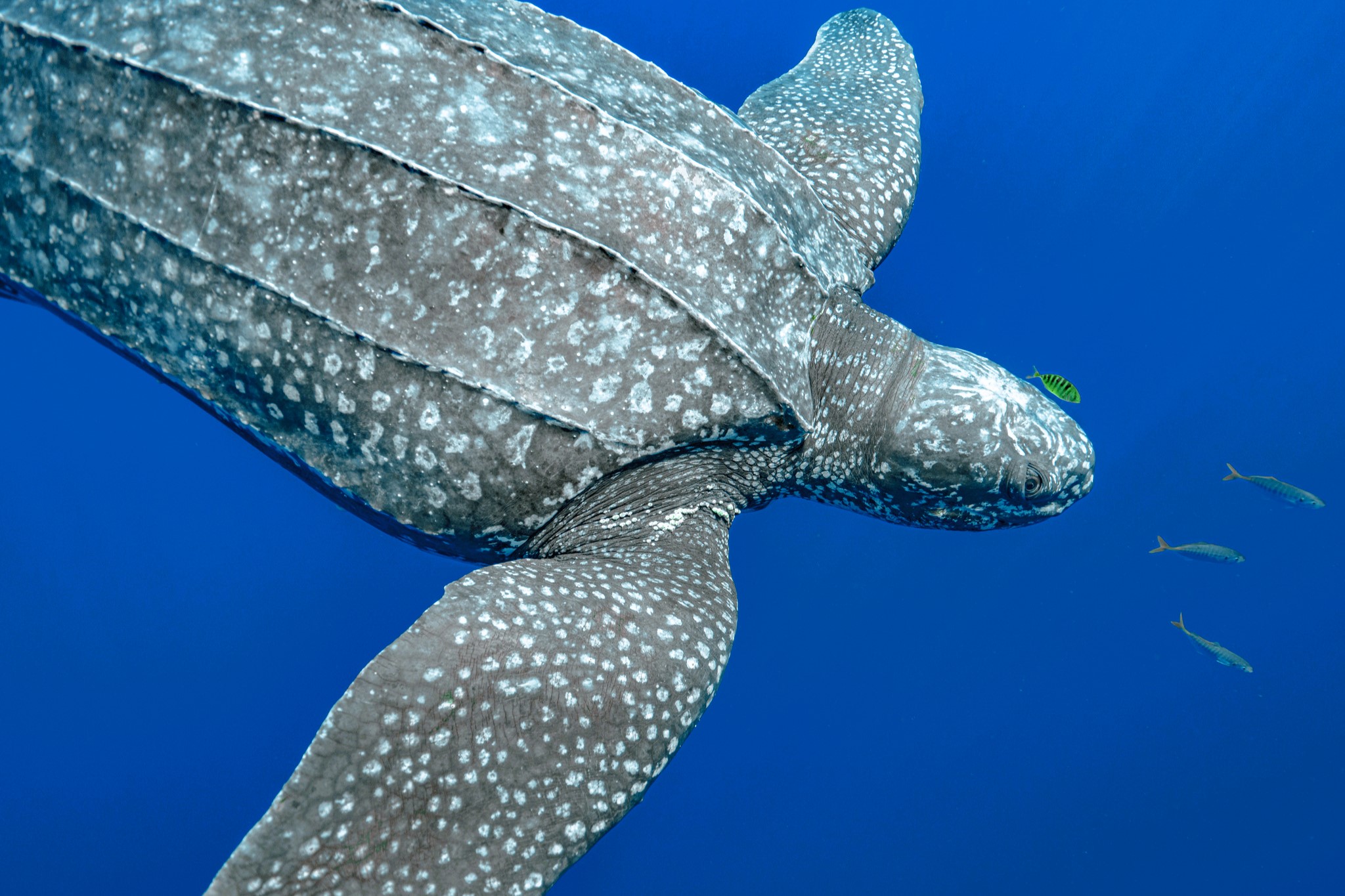 Dermochelys coriacea