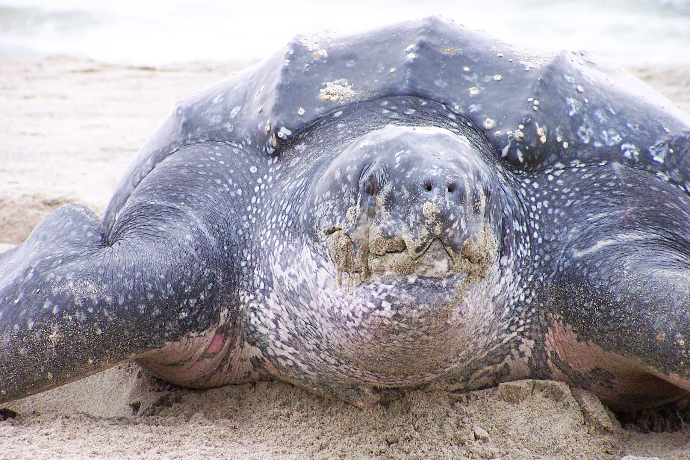 Thumbnail 5 Dermochelys coriacea