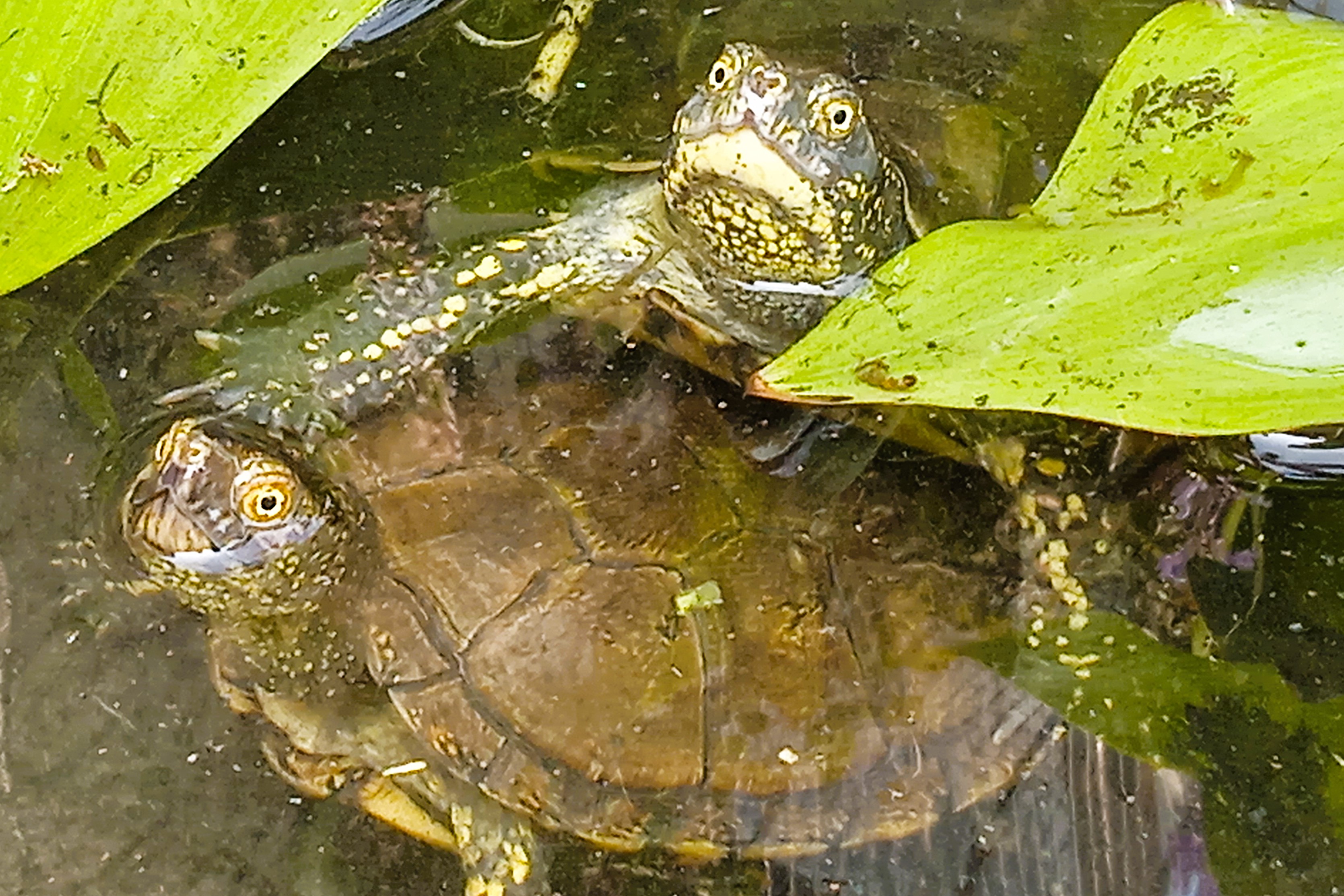 Thumbnail 2 Emys orbicularis